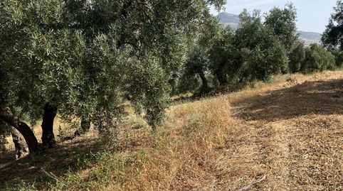 ¡FINCA ÚNICA IDEAL PARA PROYECTOS TURÍSTICOS, EVENTOS Y EXPLOTACIÓN AGRÍCOLA!, imatge 3