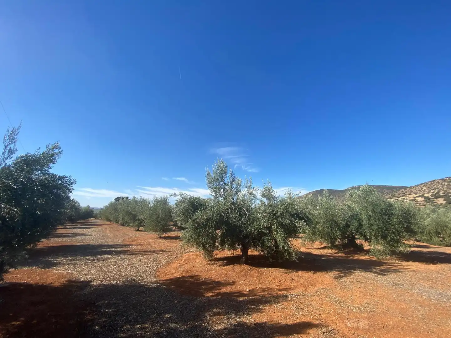 Rural land for sale in Iznalloz, imagen 4