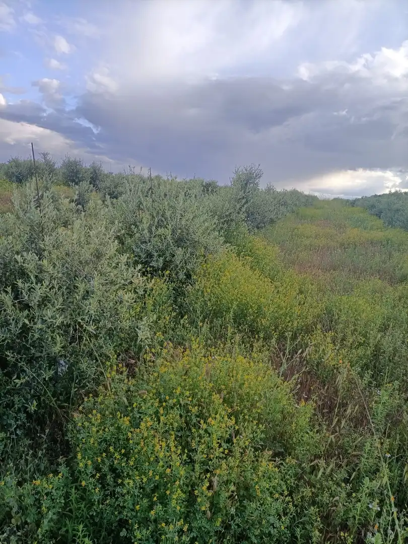 Terreni e lotti in vendita a Villaminaya, imagen 12
