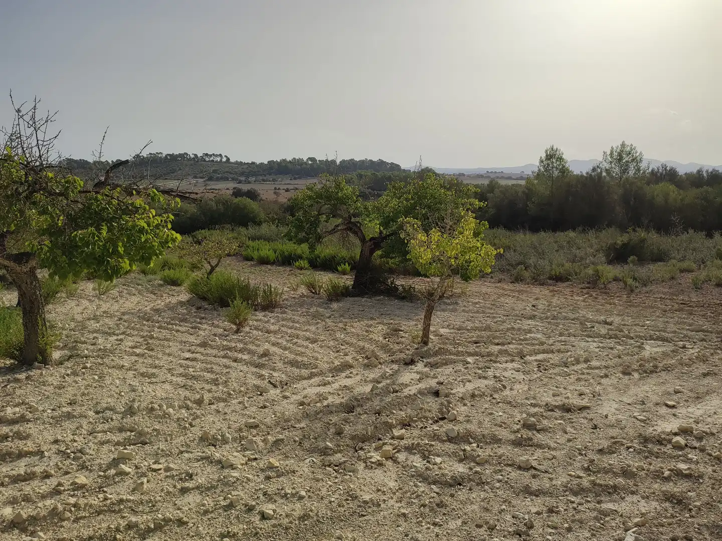 Terreny residencial en venda a Sant Joan, imagen 5