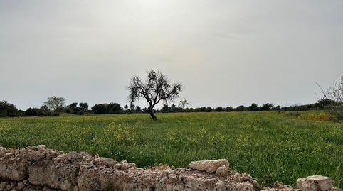 Terreno en venta de 22.000 m2 en Algaida, immagine 5