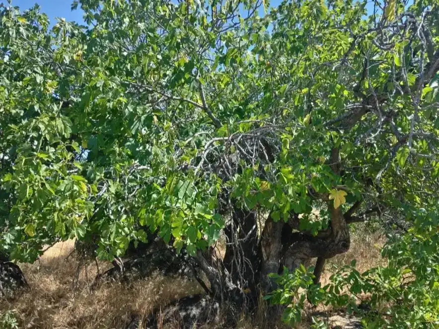 Jardí de Finca rústica en venda en El Tiemblo 