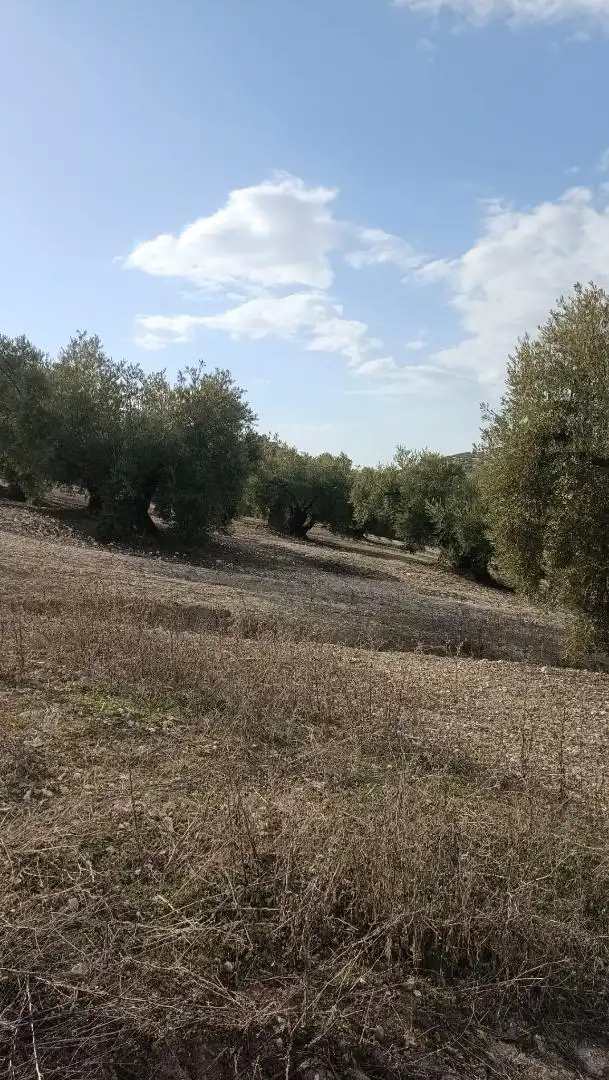 Terrenys i solars en venda a Benamejí, imagen 3