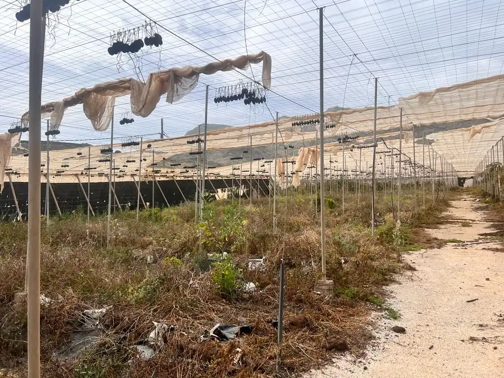 Terreny rústic en venda a La Aldea de San Nicolás, imagen 11