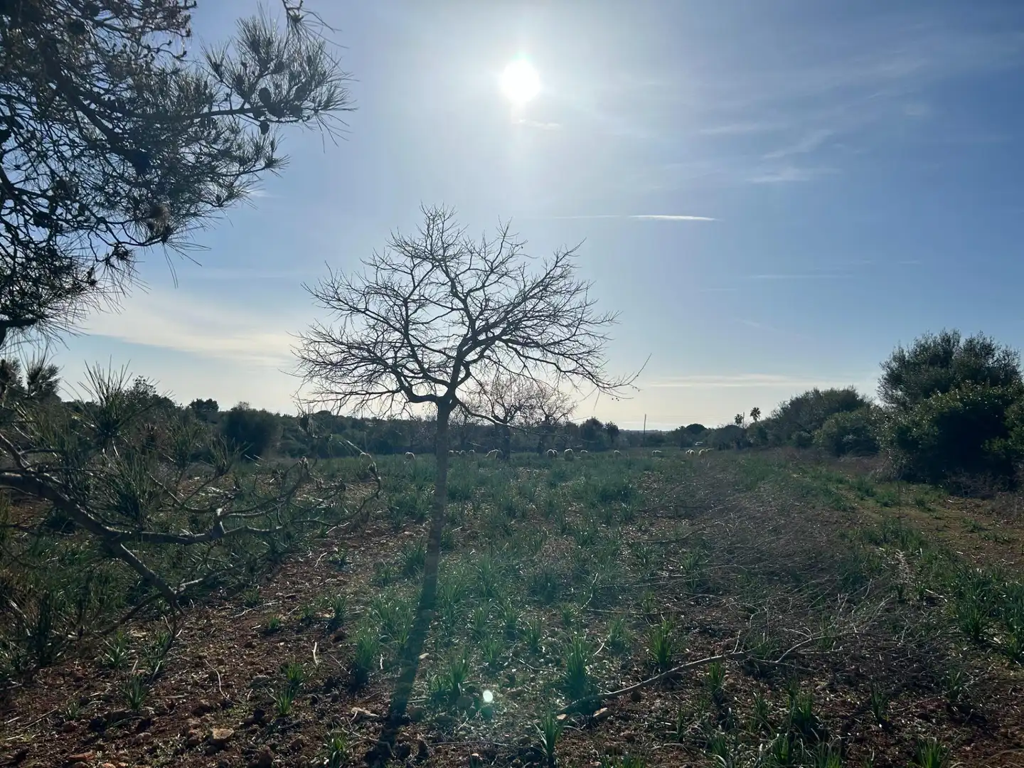 Country house zum Verkauf in Manacor