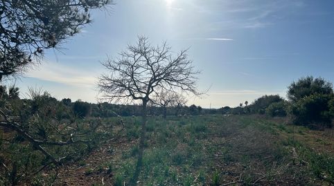 Photo 5 of Country homes for sale in Manacor Centre, Manacor