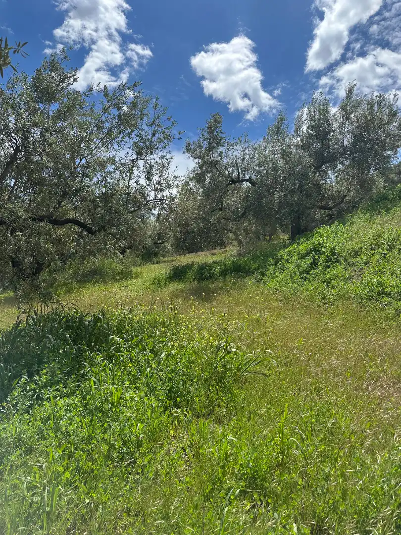 Terreni e lotti in vendita a Periana, imagen 11