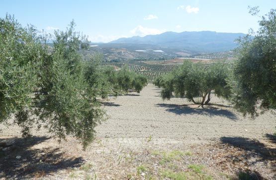Land for sale in Vilches