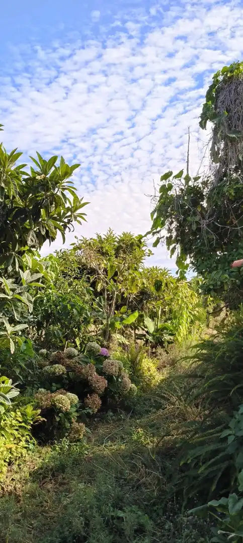 Finca rústica en venta en Camino REVENTON EL, La Vega - El Amparo - Cueva del Viento