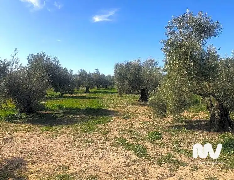 Terreni e lotti in vendita a Paraje de la Doctora, imagen 2