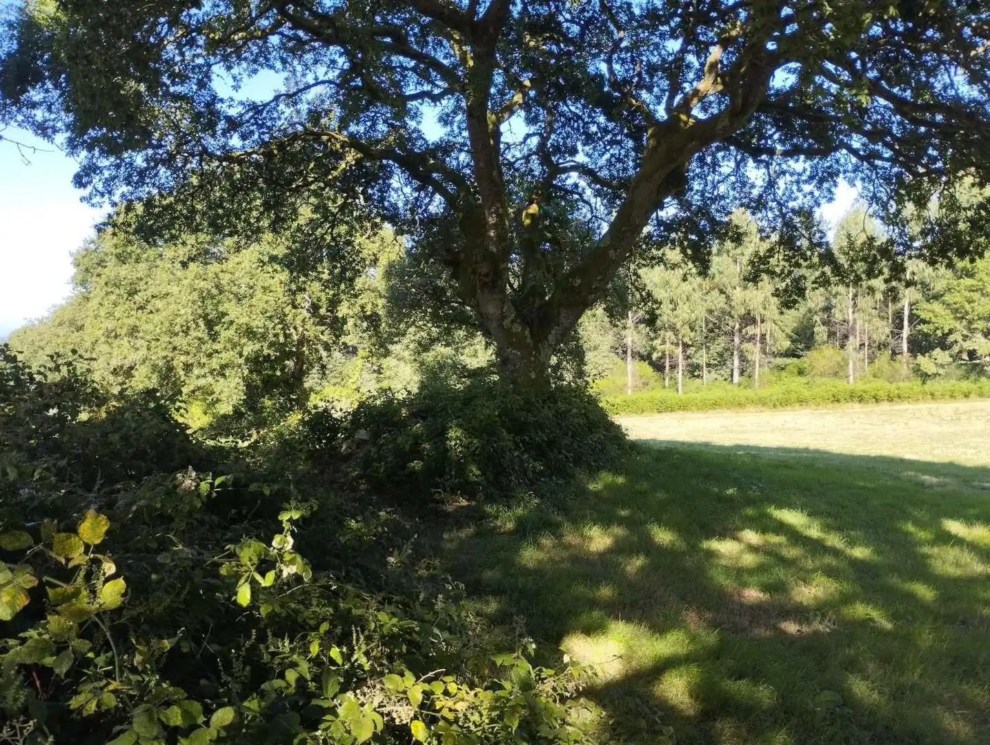 Terreni e lotti in vendita a Begonte
