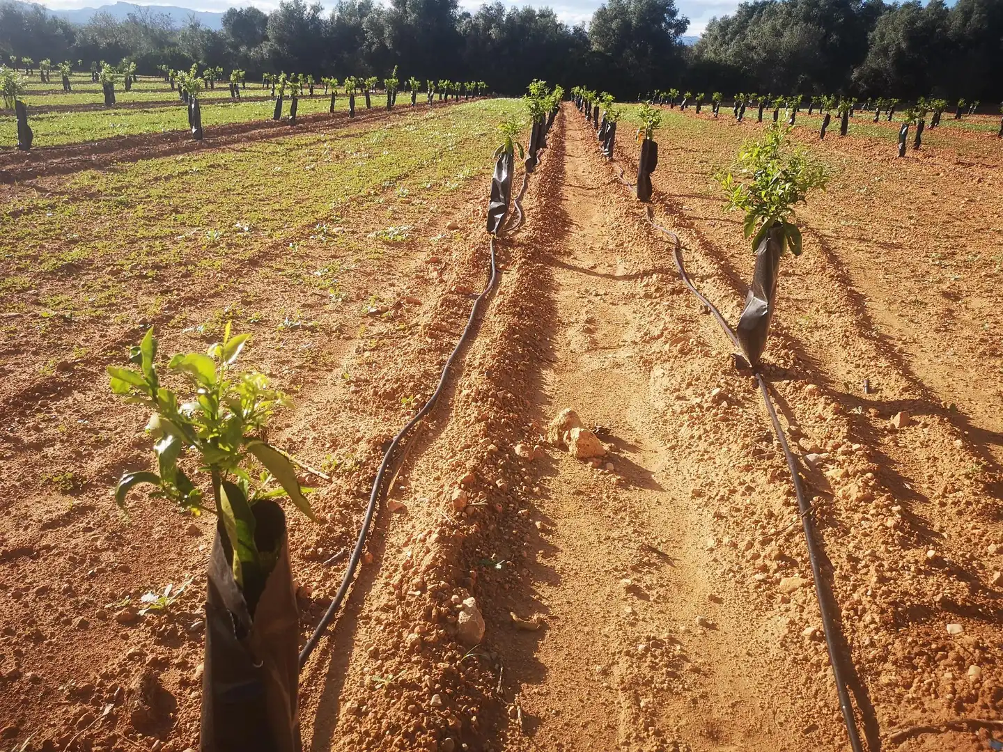 Terreno residenziale in vendita a Ulldecona, imagen 4