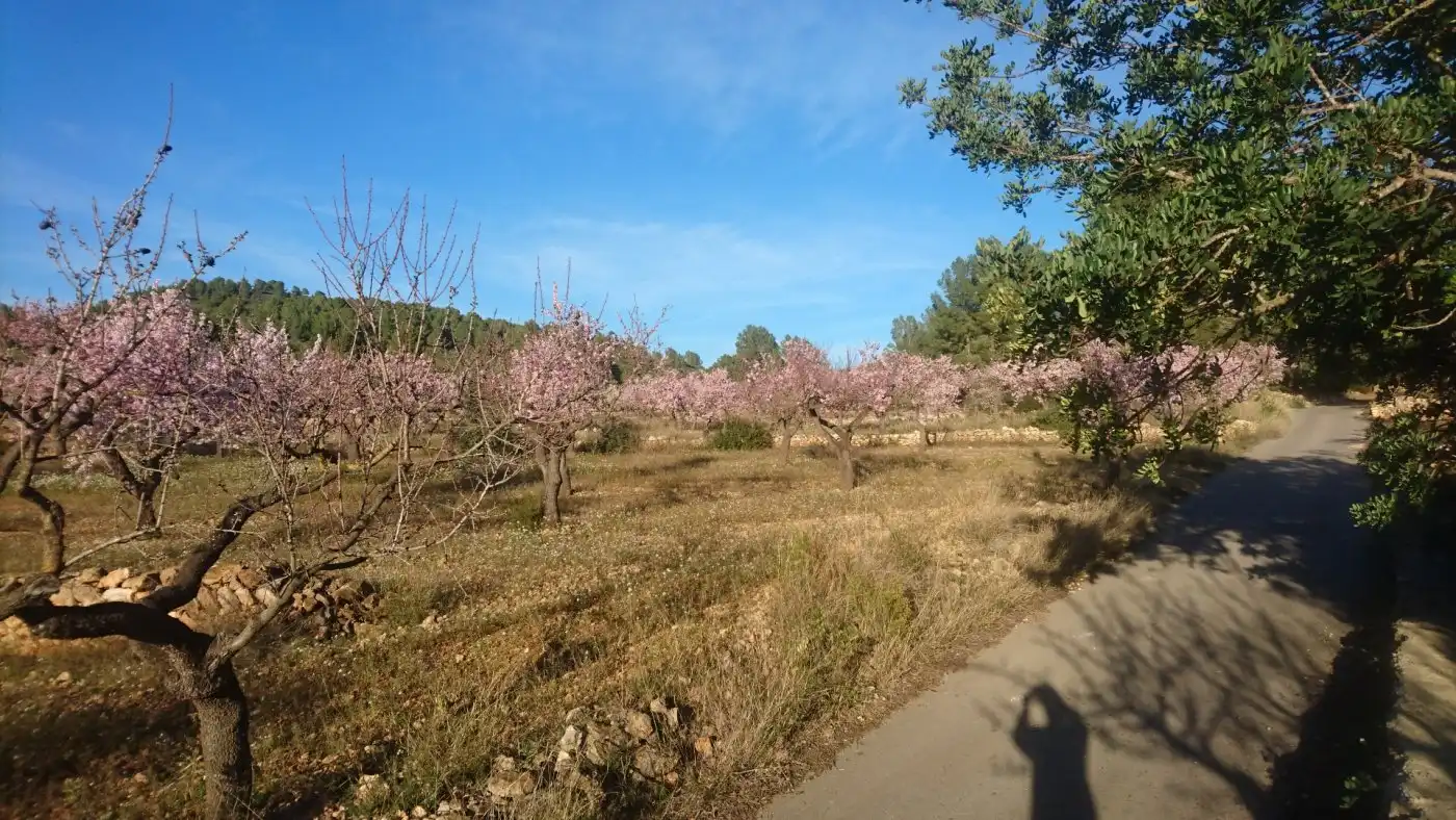 Maison à vendre à Vall d'Alba, imagen 12