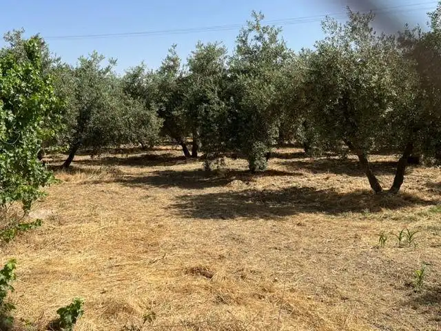 Terreno rustico in vendita a JUEVES POR LA MAQANA POLIGONO 3, imagen 9