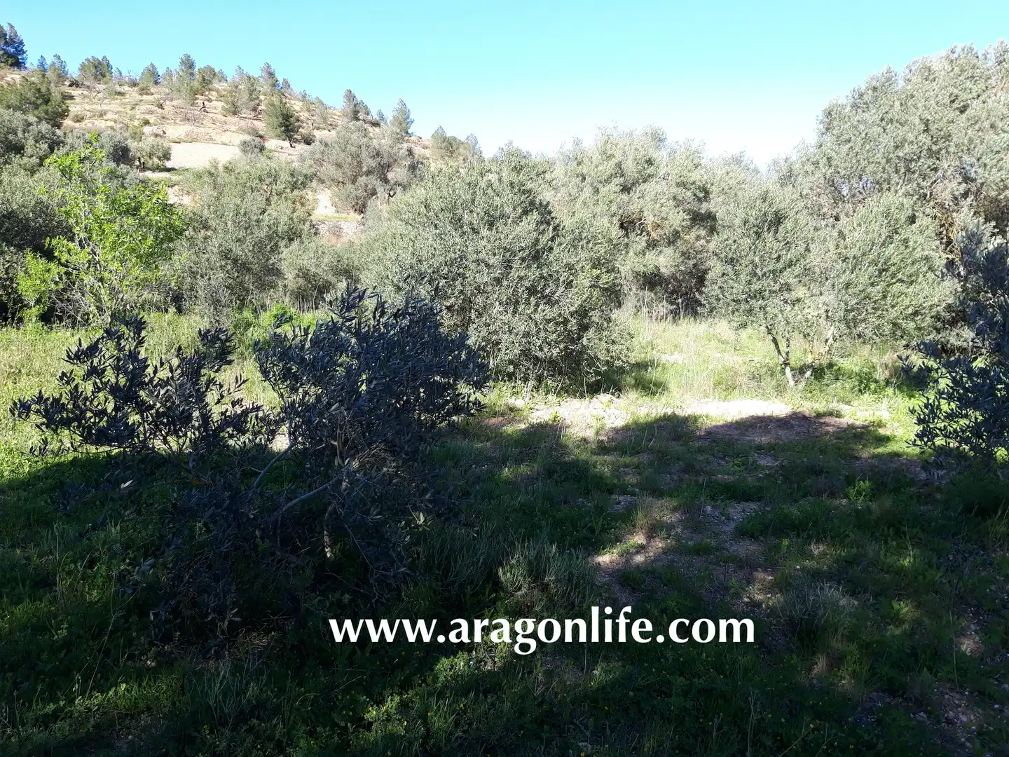 Rural land for sale in C-43, imagen 10