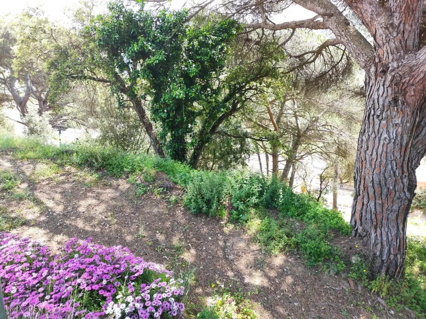Terreno rústico en venta en Vallromanes, imagen 3