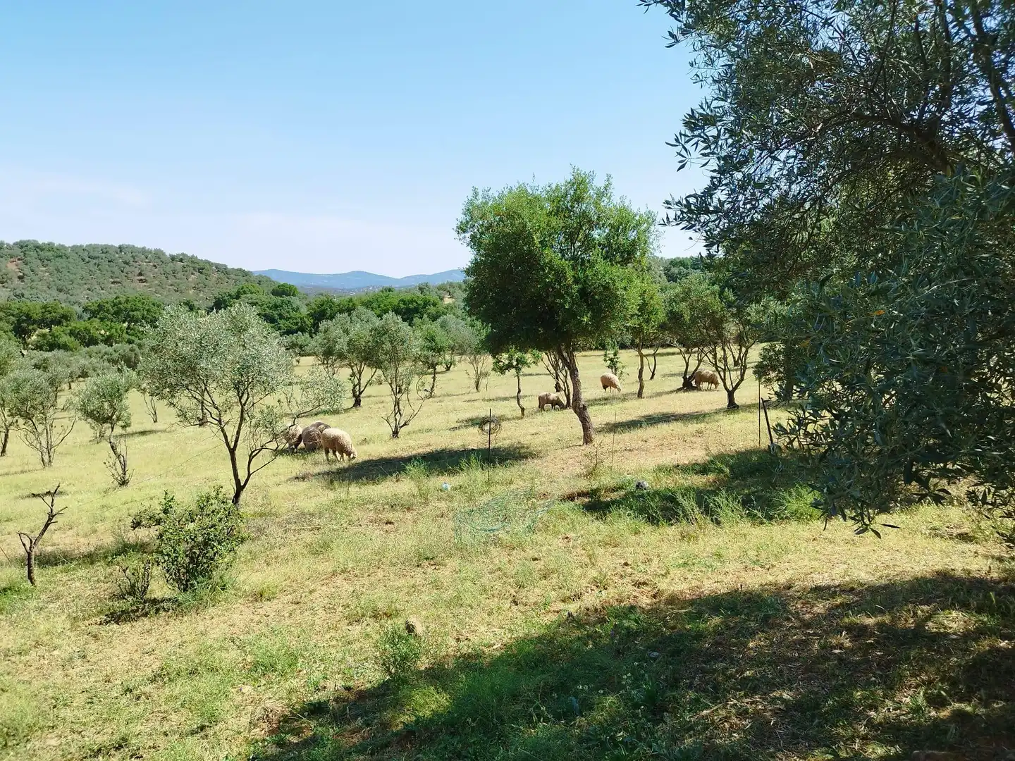 Finca rústica en venda en Almadén de la Plata amb Jardí privat