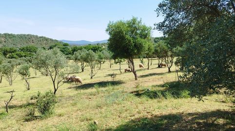 Foto 4 von Country house zum Verkauf in Almadén de la Plata, Sevilla
