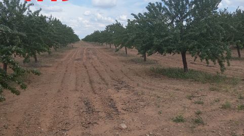 ALMENDROS DE SECANO, immagine 3