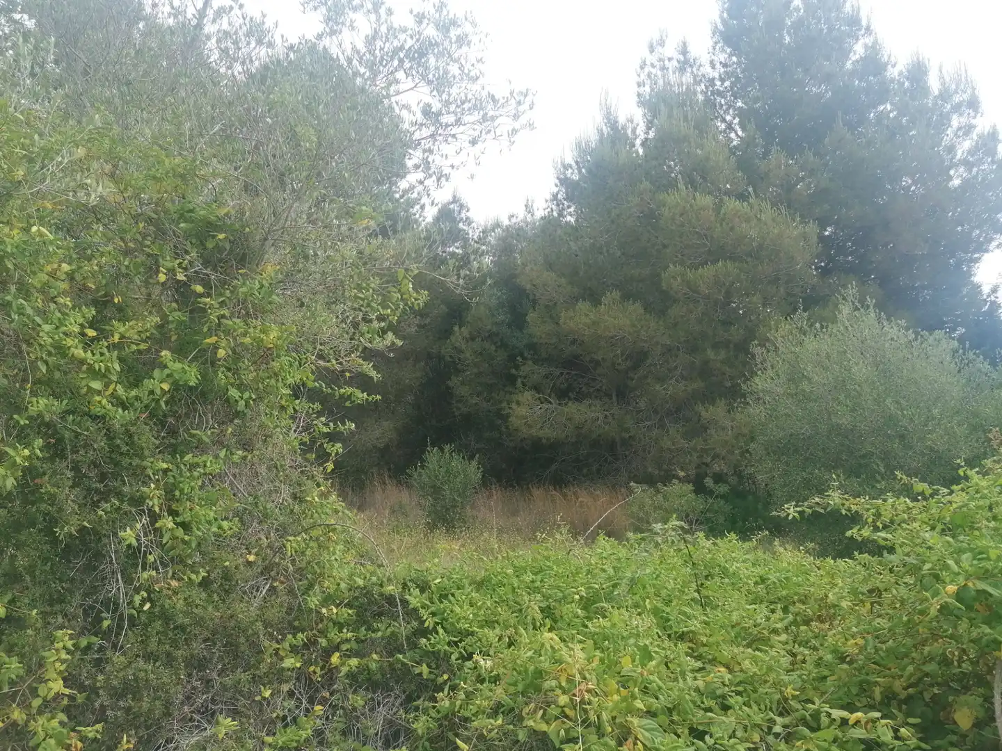 Wohnbaugrundstück zum Verkauf in Carrer Felip Pedrell 3, imagen 14