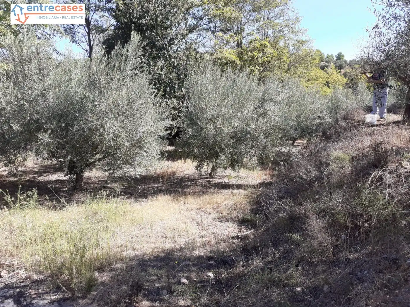 Terreno rustico in vendita a Segorbe, imagen 19