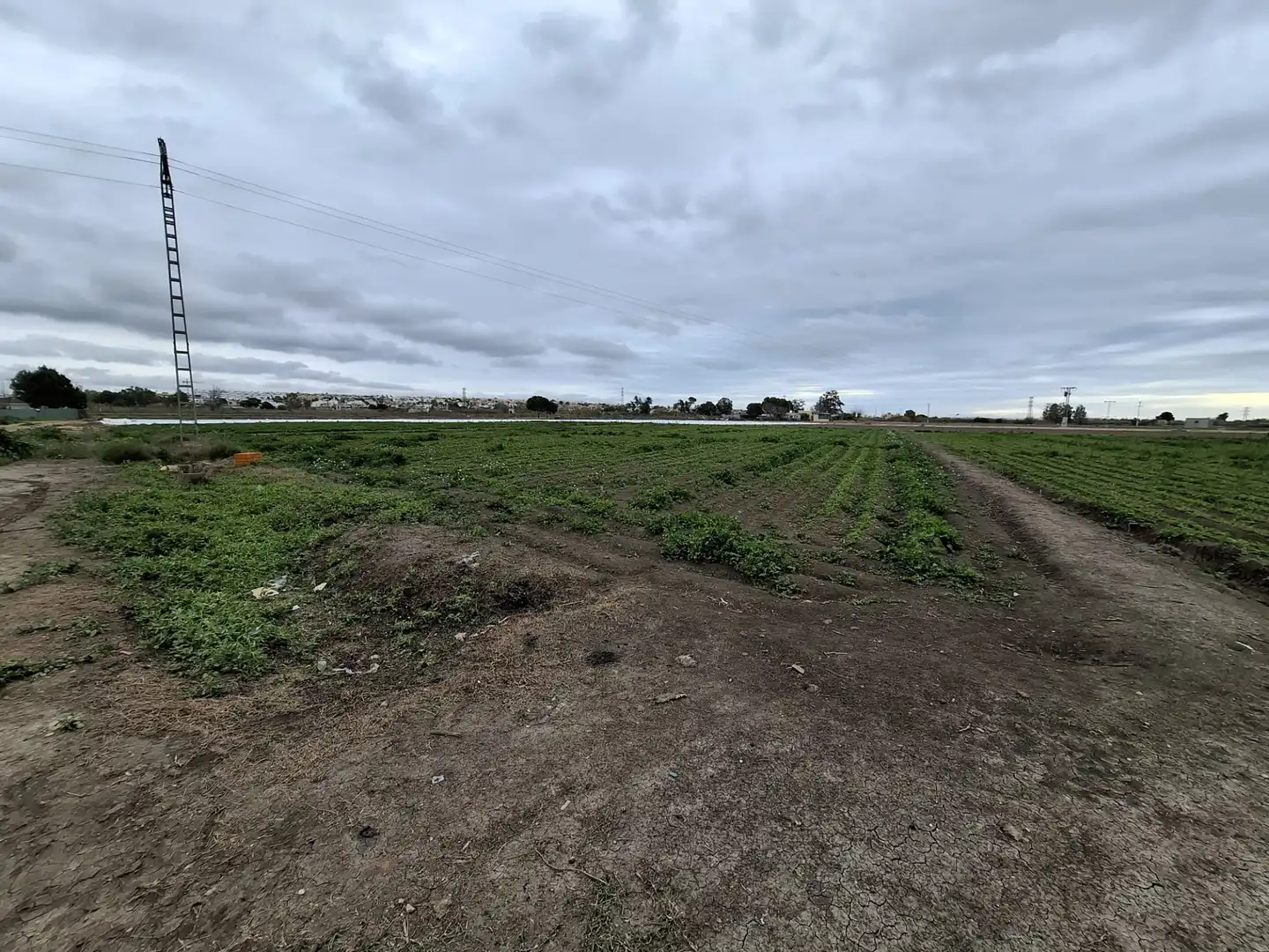 Terreno rustico in vendita a Partida lo Pedreño, imagen 2