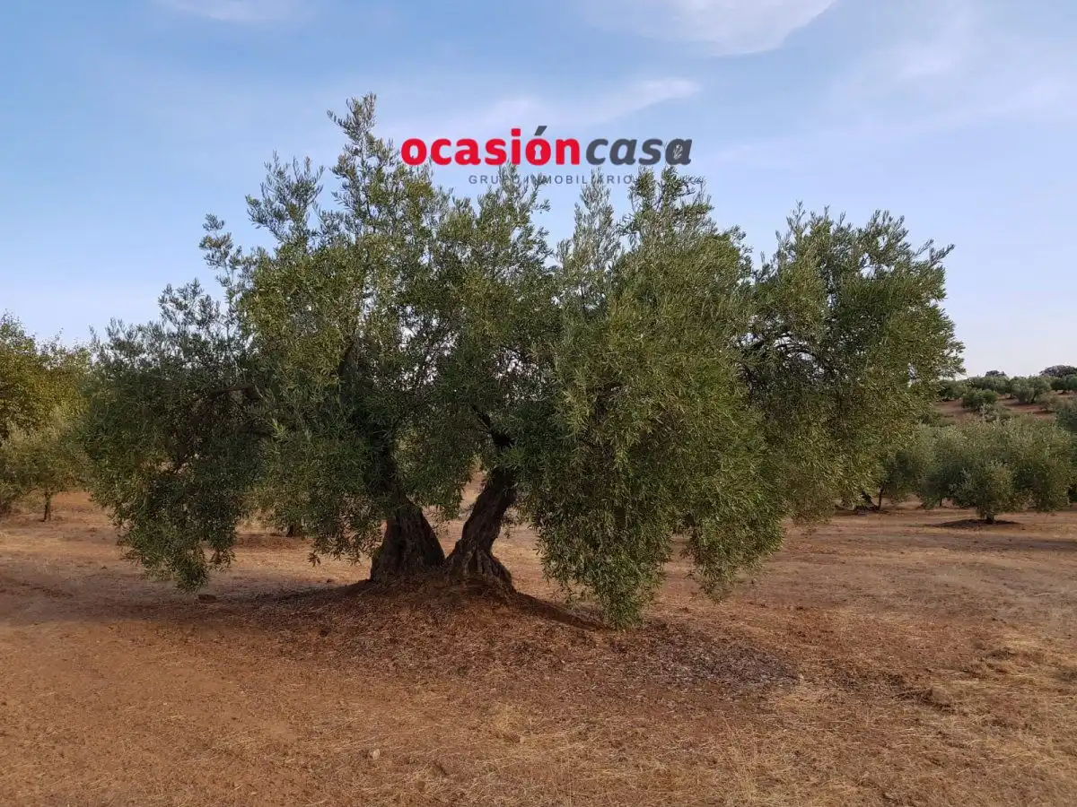 Finca rústica en venta en Espiel con Piscina y Amueblado