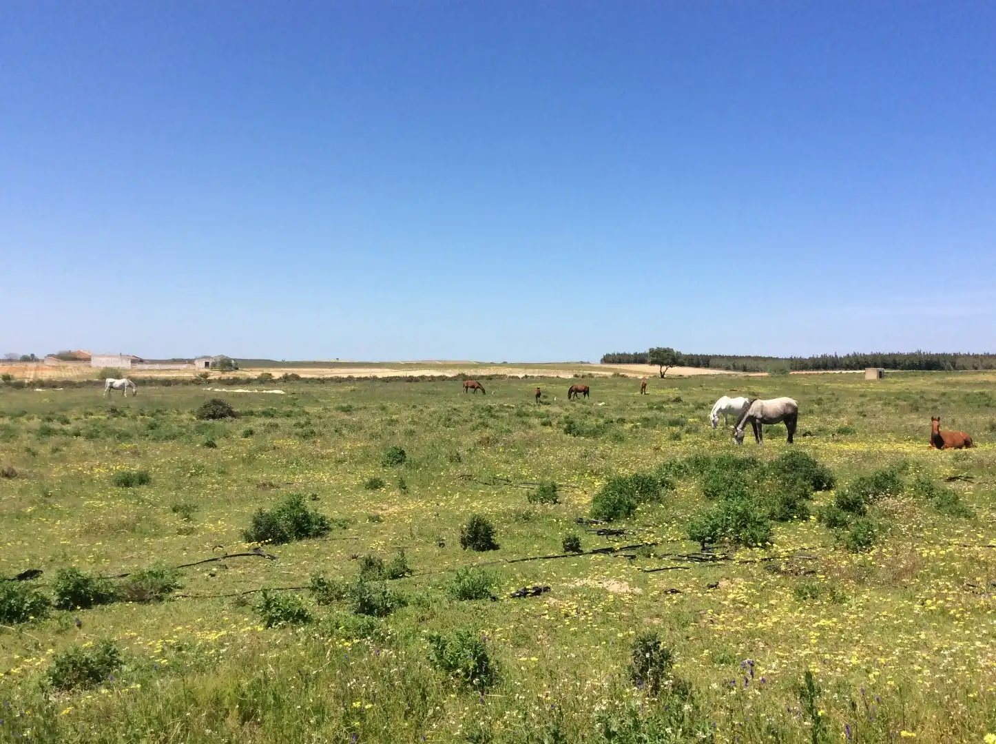 Land for sale in Almonte
