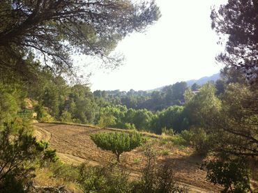 Terreno rustico in vendita a Centro Ciutat 166