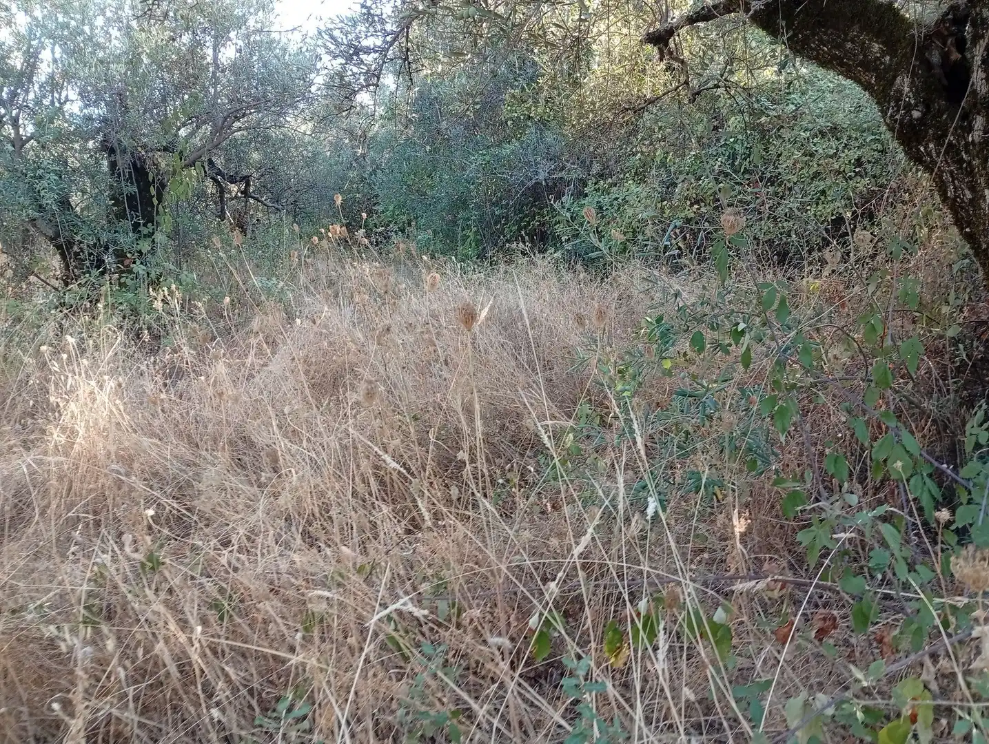Terreni e lotti in vendita a Villanueva de la Vera, imagen 42