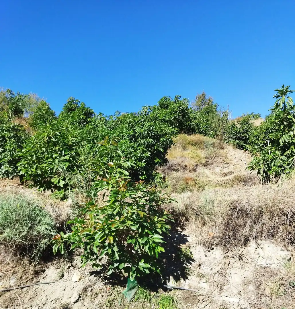 Finca rústica en venta en Motril con Jardín privado