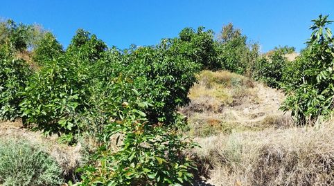 Foto 3 de Finca rústica en venta en Motril ciudad, Motril