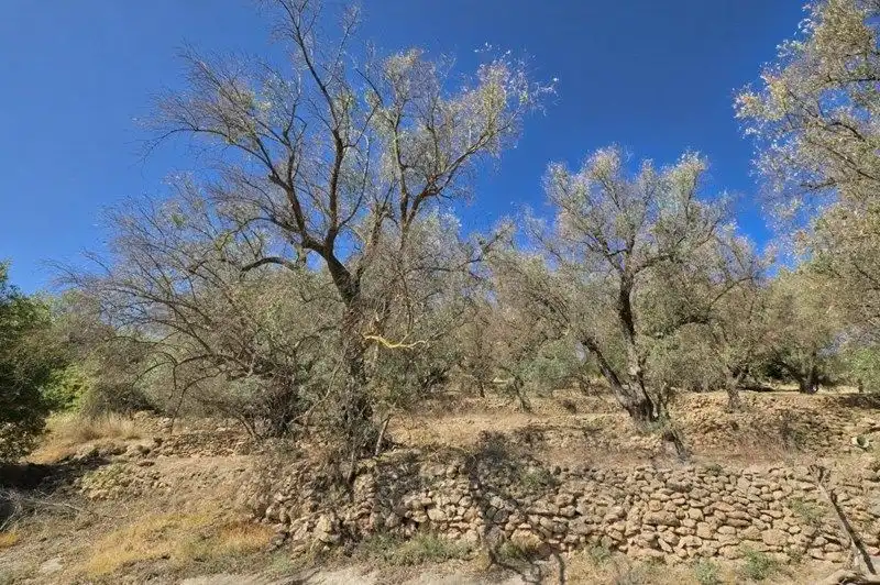 Terreno rustico in vendita a El Pinar, imagen 29