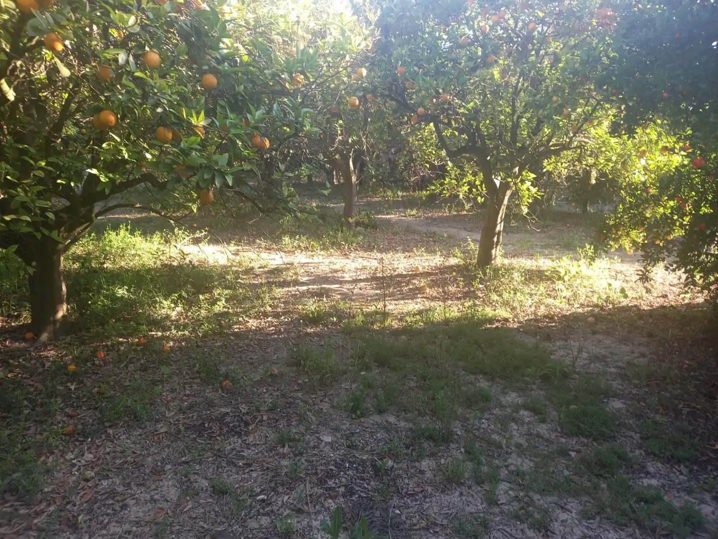 Casa o chalet en venta en Elche / Elx