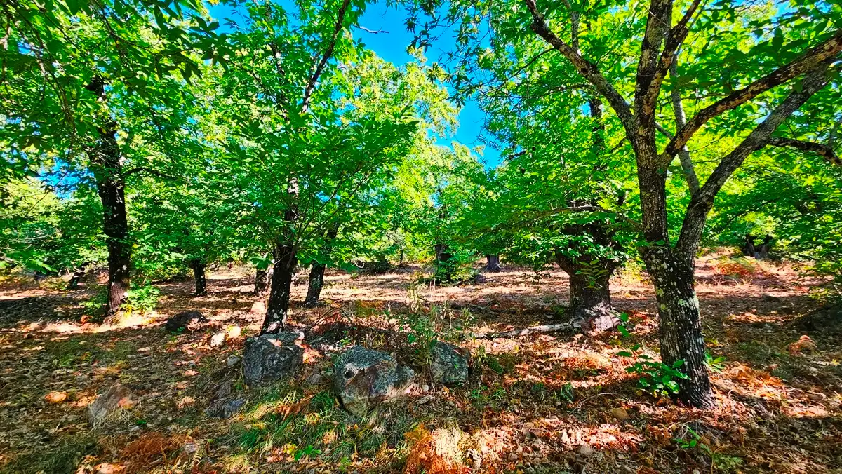 Terreni e lotti in vendita a Castaño del Robledo, imagen 19