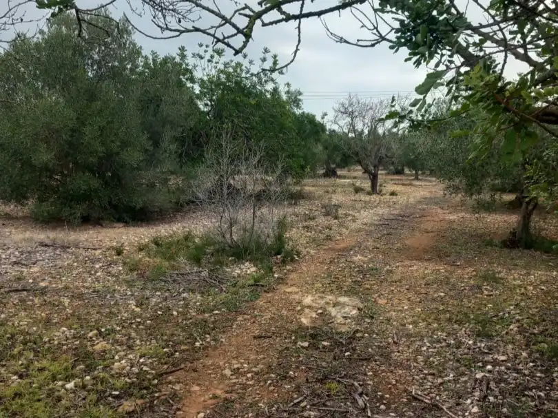 Rural land for sale in Partida pins 1, imagen 5