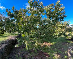 Land for sale in Jaraíz de la Vera