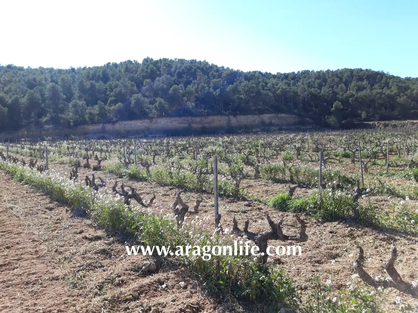 Finca rústica en venta en Nonaspe
