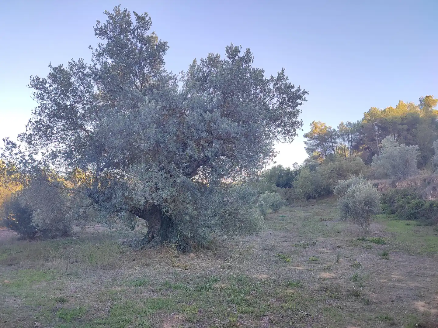 Terreno rústico en venta en L'Albagés, imagen 24