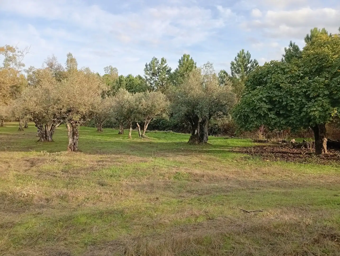 Terreni e lotti in vendita a Villanueva de la Vera, imagen 3