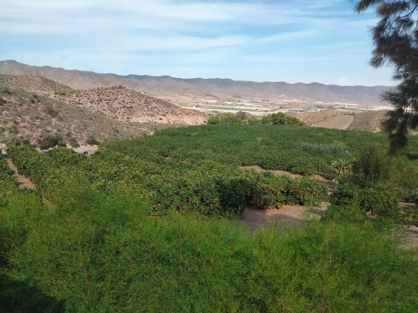 Terreny rústic en venda a Calabardina, imagen 11