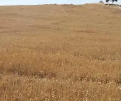 Terrenys i solars en venda a Higuera de Llerena, imagen 2