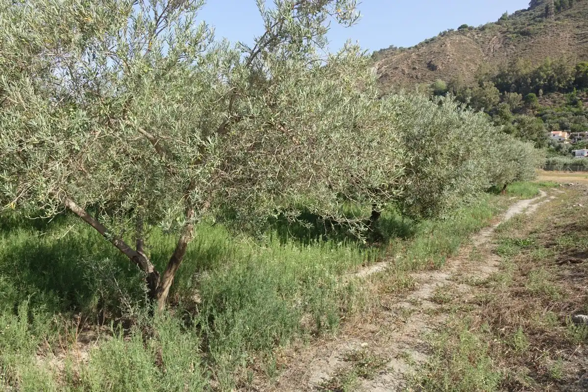 Finca rústica en venta en Órgiva