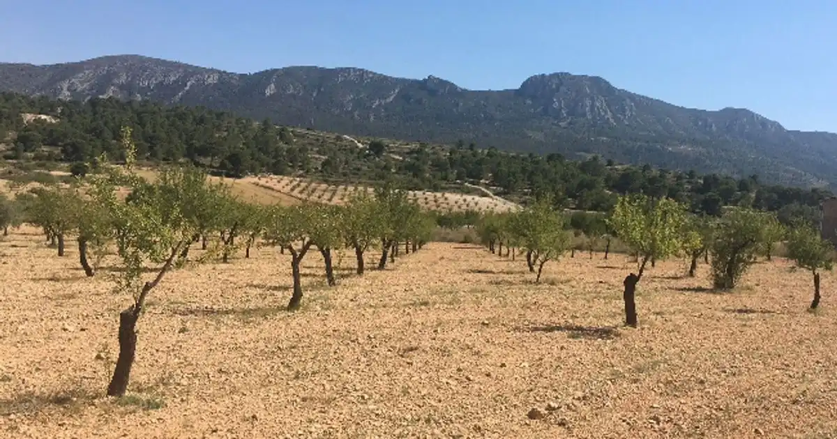 Terreny rústic en venda a Ctra. Algueña, imagen 6