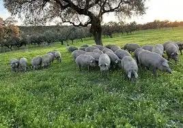 Terrenos y solares en venta en Aracena, imagen 7