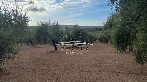 Finca de olivos de un pie en Monturque, immagine 5