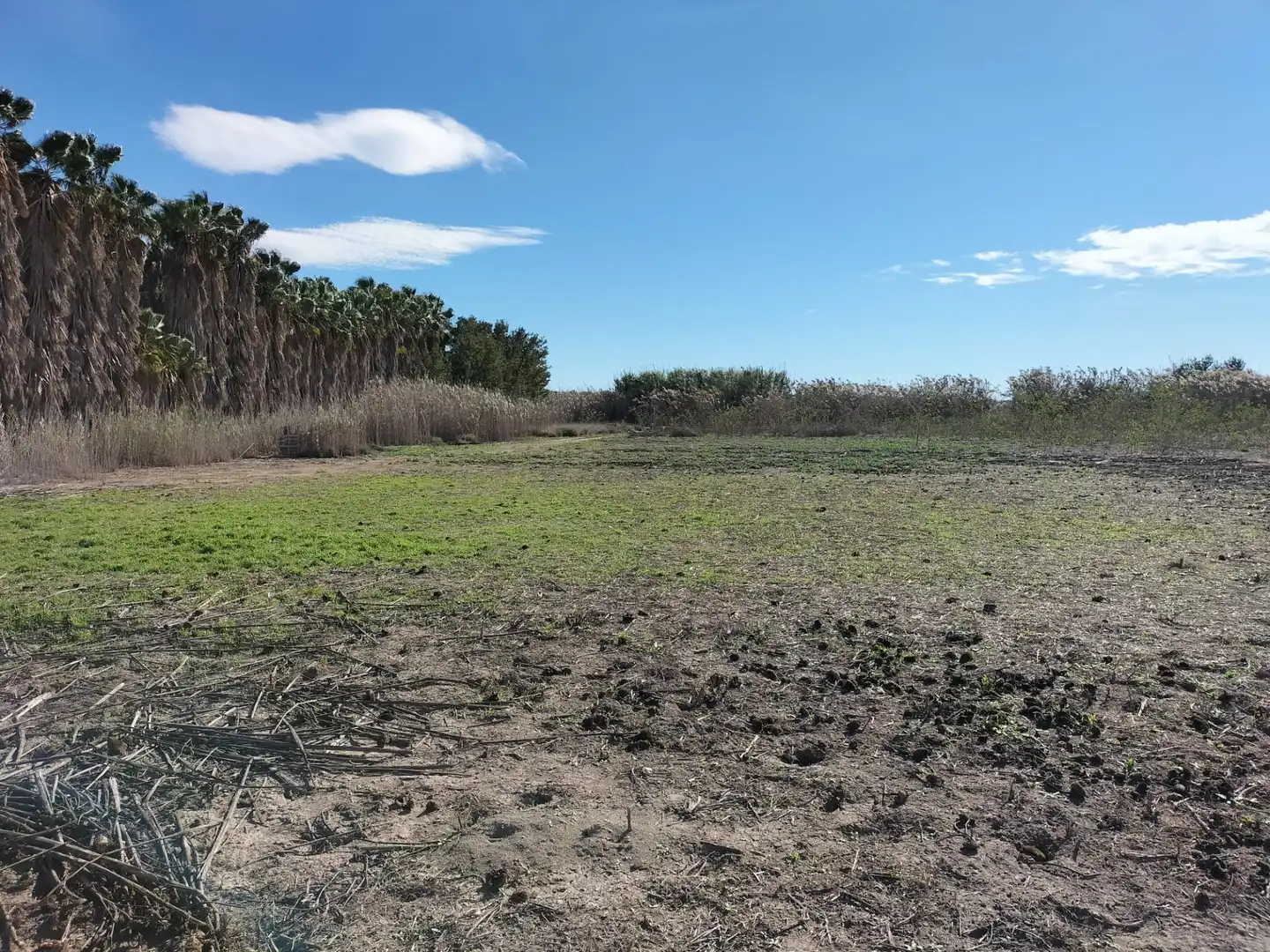 TIERRA RUSTICA EN TERMINO ELCHE, imatge 4
