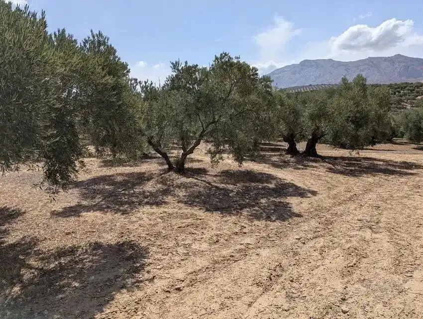 Terrenys i solars en venda a Zona de la Vega, imagen 4