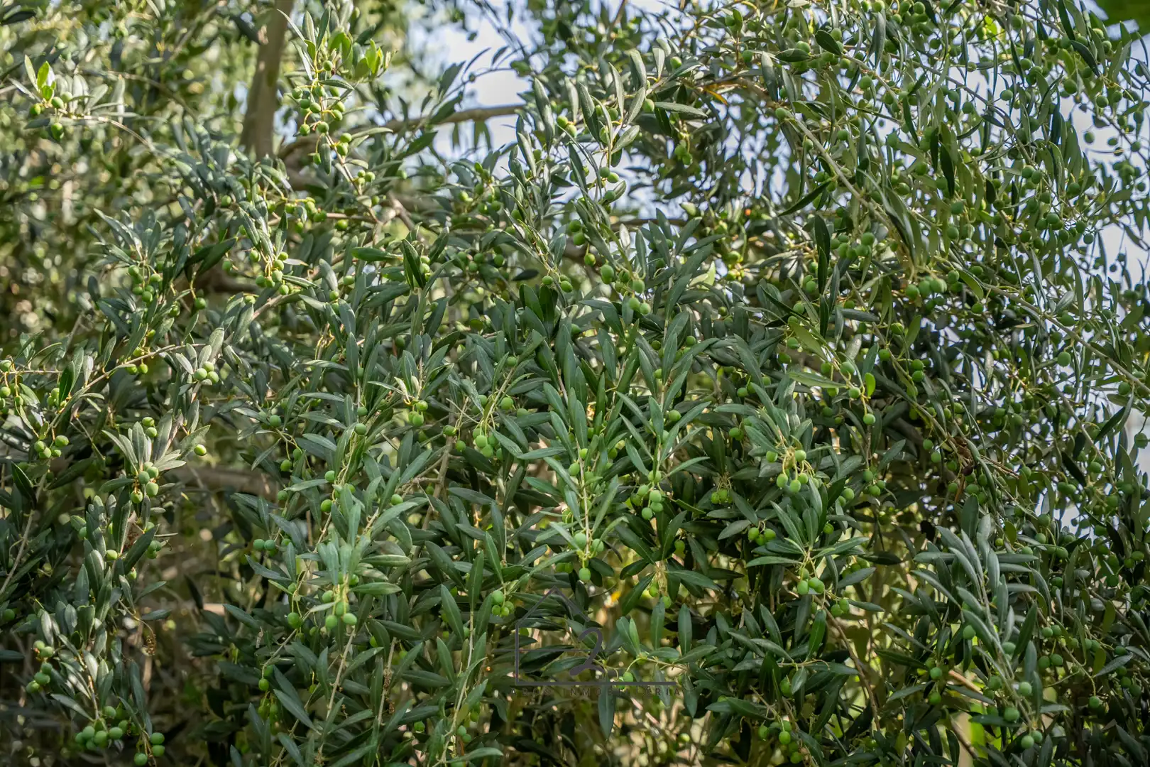 Garden of Land for sale in Vícar