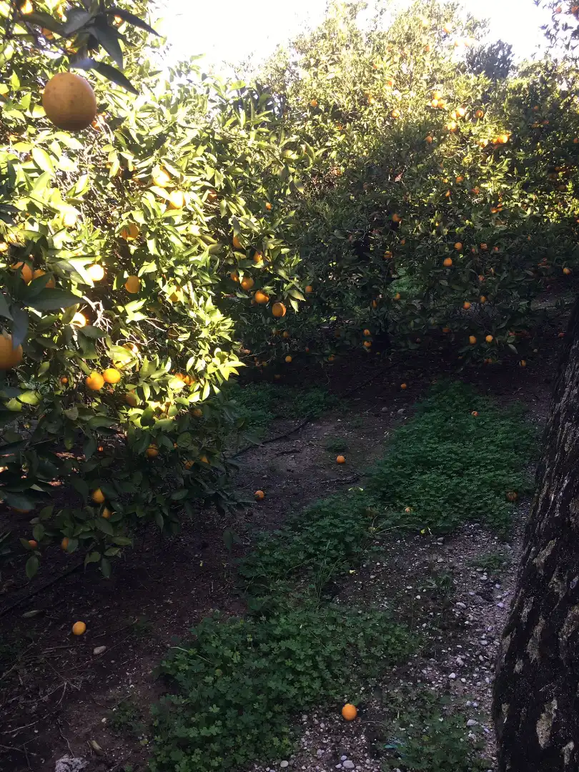 Garden of Land for sale in Beniflá